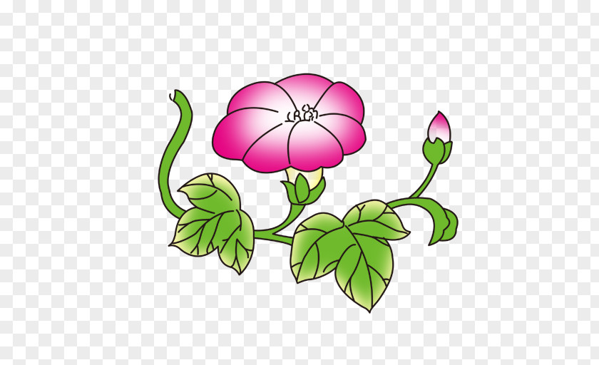 Lotus Flower Adobe Illustrator Ipomoea Nil Information PNG