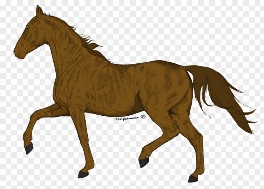 Mustang Mane Foal Stallion Mare PNG