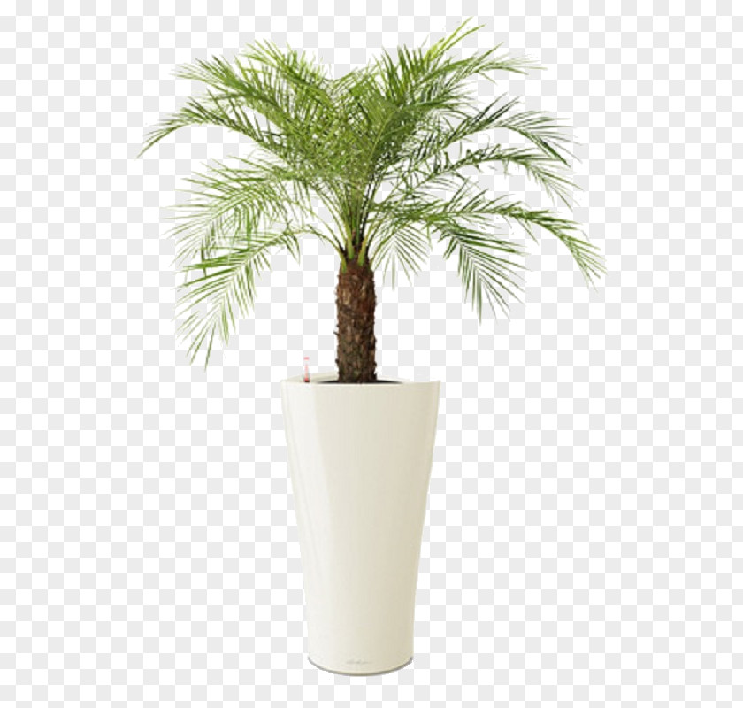 Plants Pygmy Date Palm Chamaedorea Elegans Houseplant Ravenea PNG
