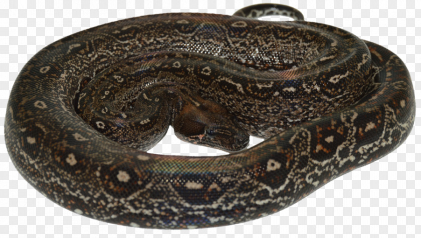 Snake Boa Constrictor Rattlesnake Constriction Vipers PNG