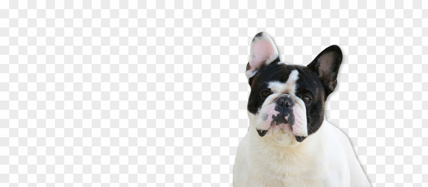 Dog With Owner Boston Terrier French Bulldog Breed Cat PNG