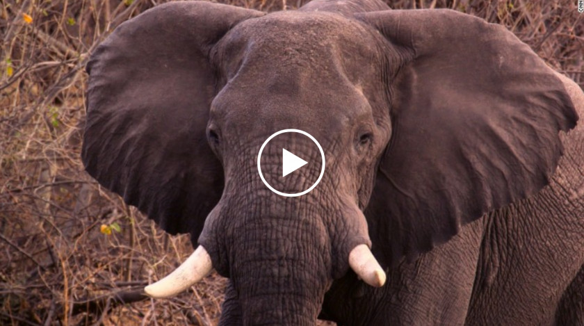 Elephants African Bush Elephant United States Asian Tusk PNG