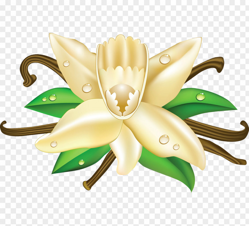 Flowers And Vanilla Pod Ice Cream Cone Fudge Clip Art PNG