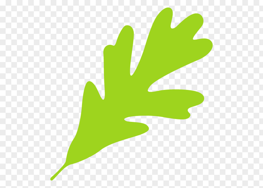 Leaf Illustration Plants Clip Art Tree PNG