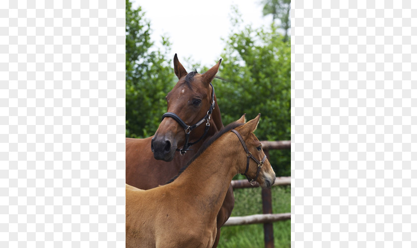 Mustang Mare Halter Foal Stallion Colt PNG