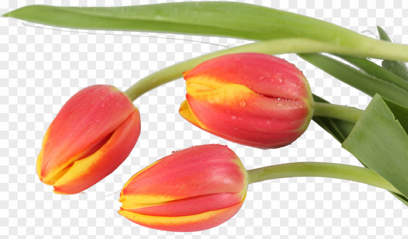 Tulip Flower Liliaceae Plant Bud PNG