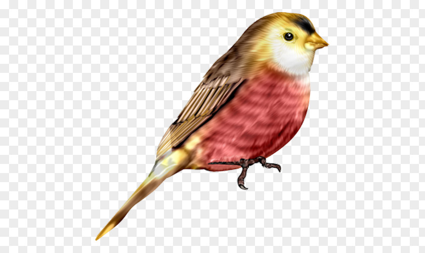 Watercolor Sparrow House Bird Flight Finch PNG