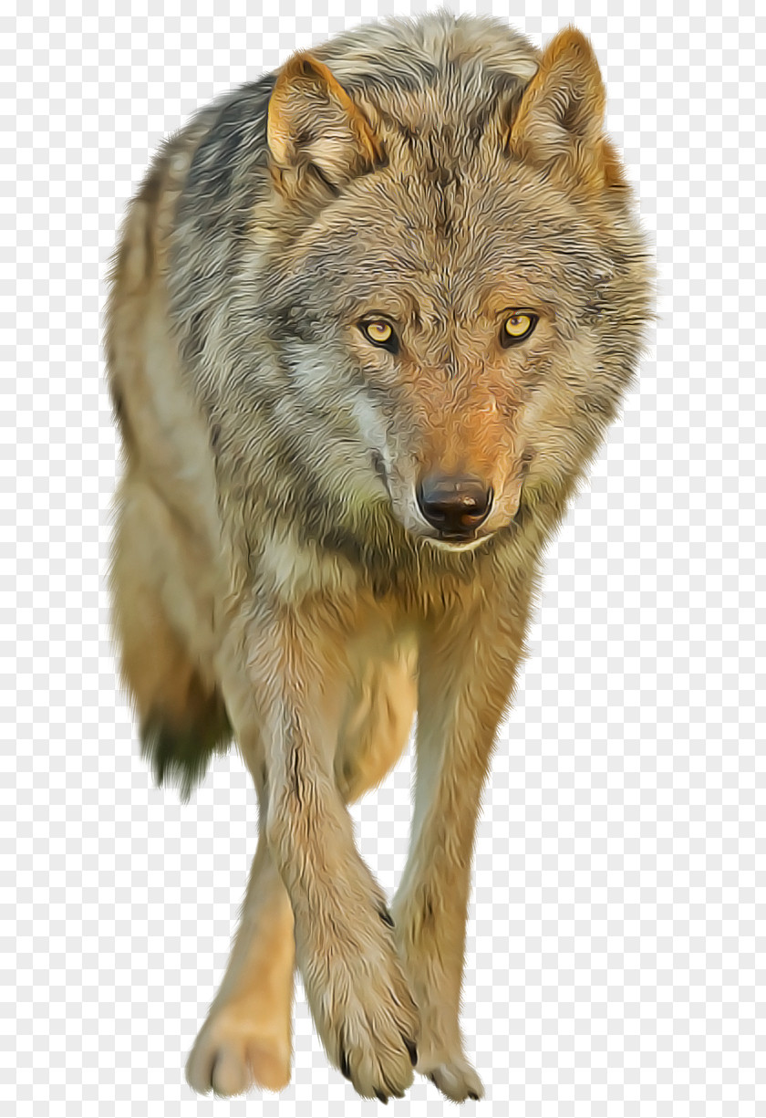 Wildlife Wolf Coyote Red Fur PNG