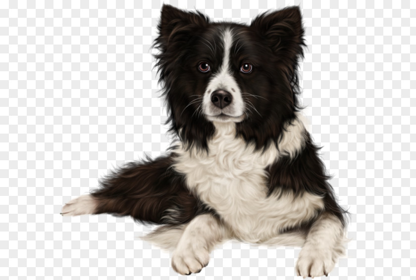 Border Chien Collie Rough Dog Breed Diary PNG