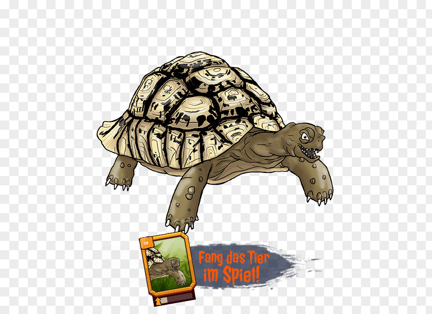 Box Turtles &Co. The Originals Tortoise Fauna PNG