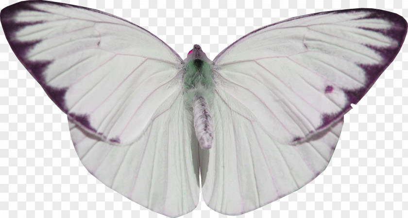 Butterfly Nymphalidae White PNG