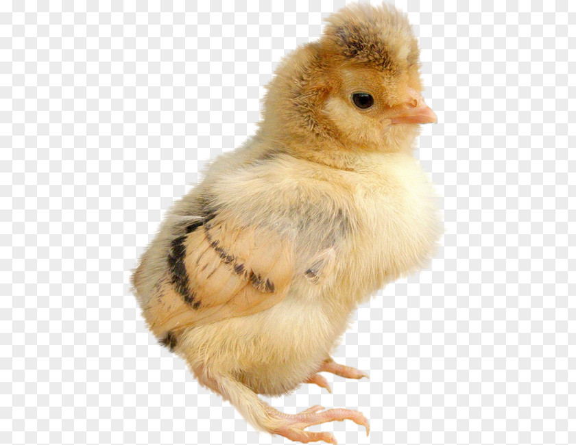Easter Chicks Woman Mother Child Sea PNG