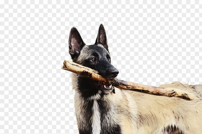 King Shepherd German Dog Breed Belgian Snout PNG