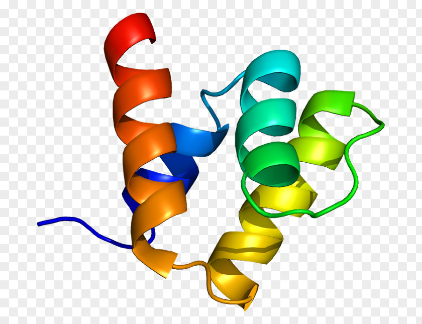 PIAS1 SUMO Protein STAT1 Ubiquitin Ligase PNG