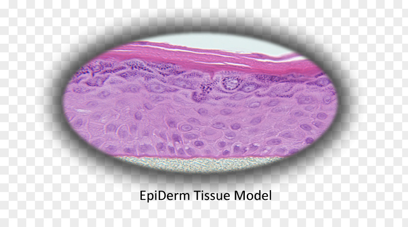 Bronchial Epithelial Cells Epidermis MatTek Corporation Tissue Cell Skin PNG