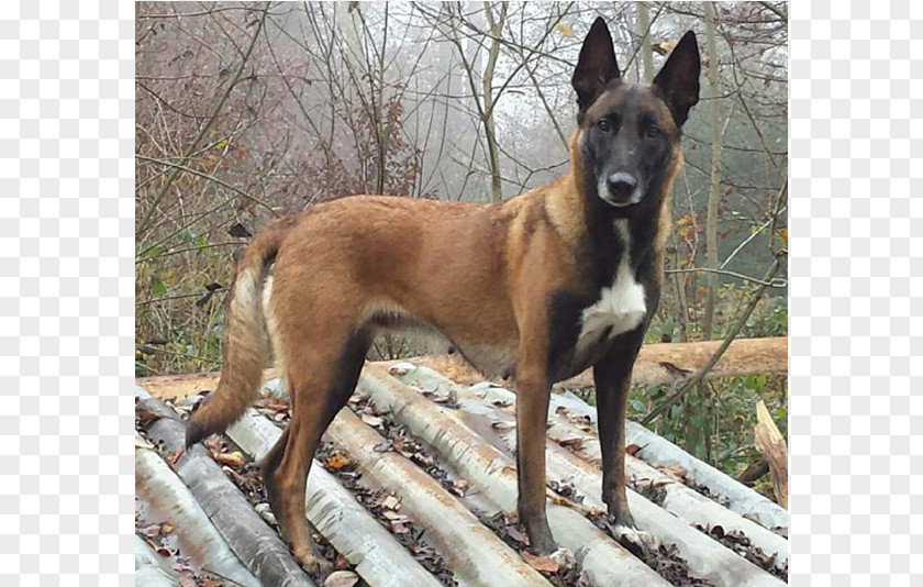 Malinois Dog Breed Belgian Shepherd Kunming Wolfdog Canaan PNG