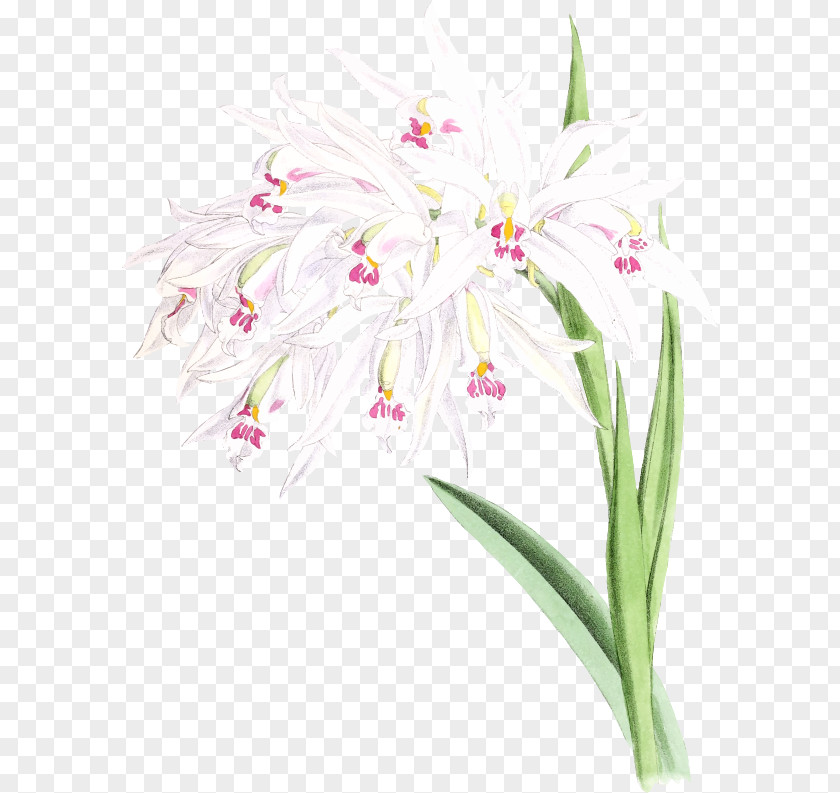 Orchid Leaves Floral Design Cut Flowers Hyacinth Clip Art PNG