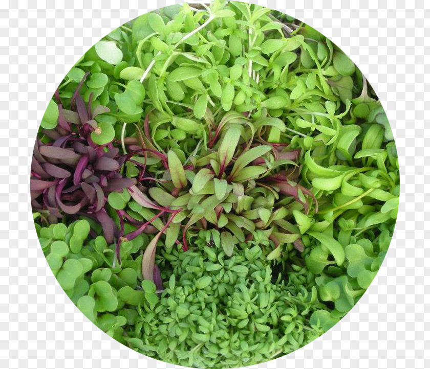 Salad Microgreen Leaf Vegetable Lettuce Herb PNG