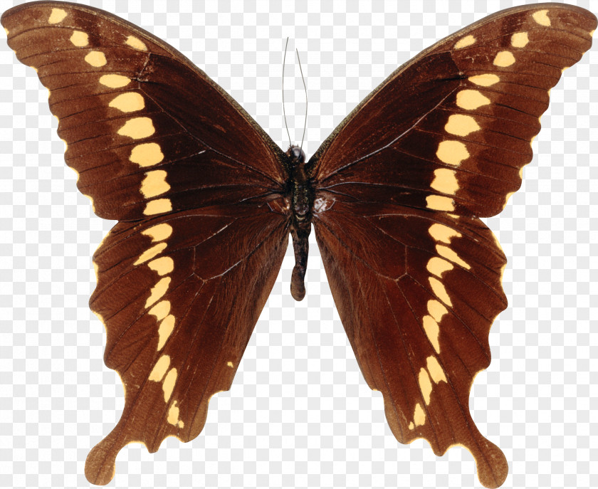Butterfly Papilioninae Papilio Mackinnoni PNG