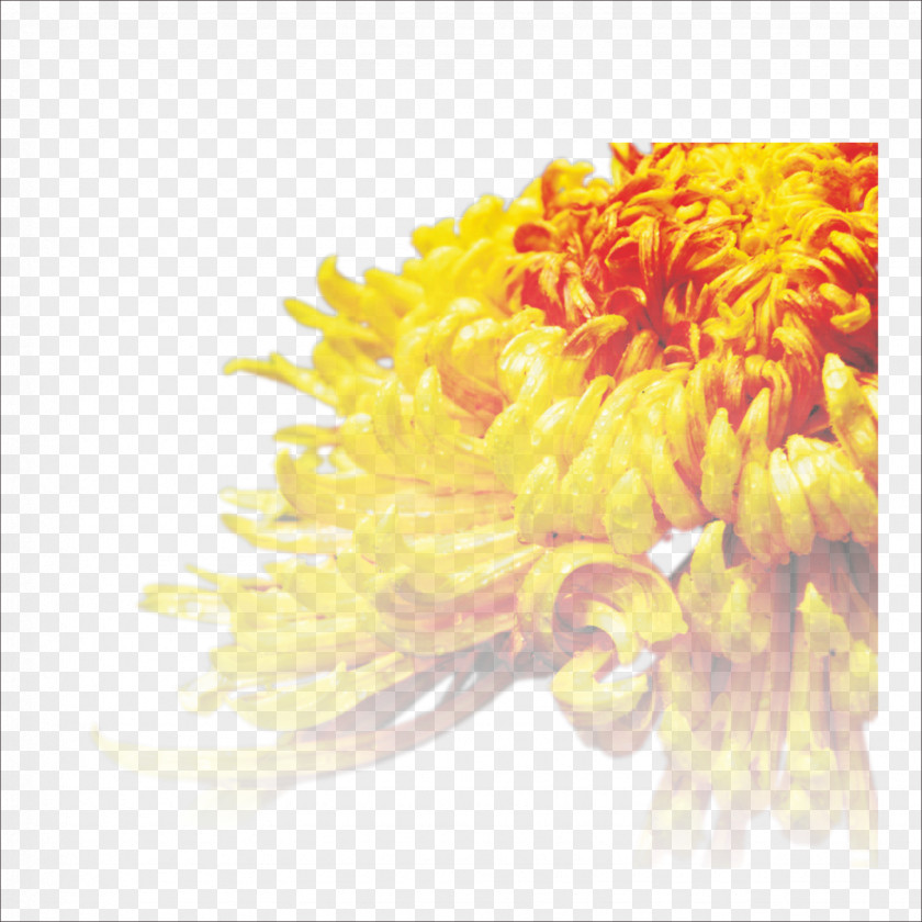 Chrysanthemum Tea Cut Flowers Transvaal Daisy PNG
