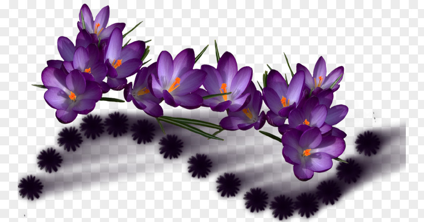 Flower Violet Color Purple PNG