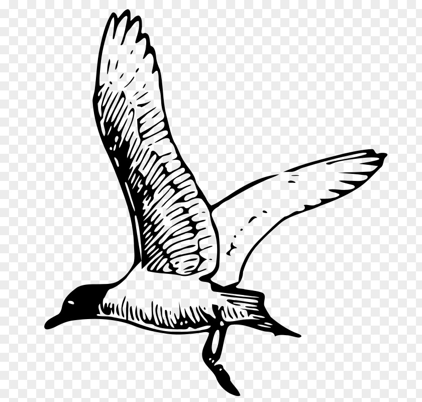 Seagull Clipart Free Gulls Drawing Line Art Clip PNG