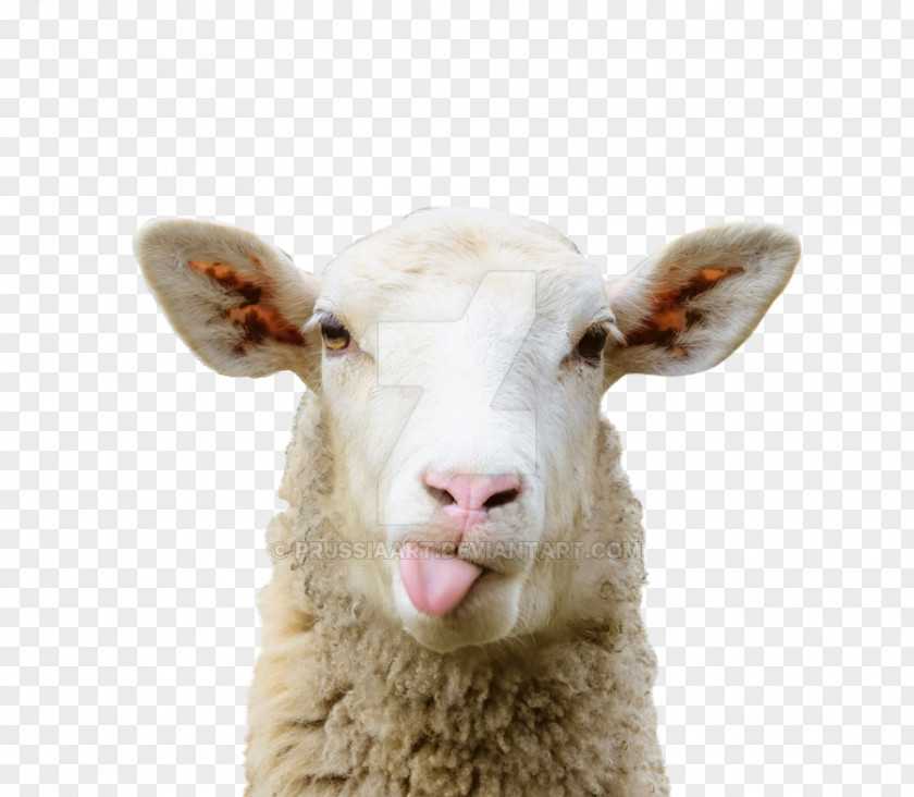 Sheep Sheep–goat Chimera Grazing Pasture PNG