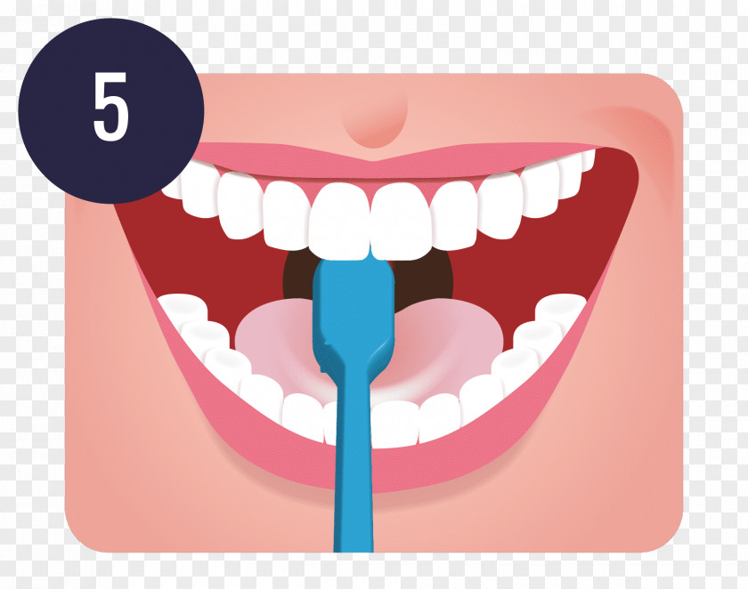 Tooth Brush Brushing Dentistry Human Teeth Cleaning PNG