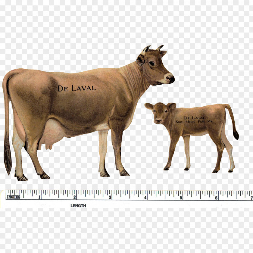 Cow Jersey Cattle Cow-calf Operation Ox DeLaval PNG