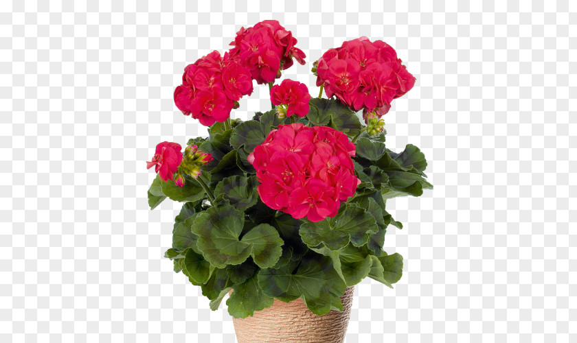 Flower Crane's-bill Garden Geranium Pelargonium Zonale Seed PNG