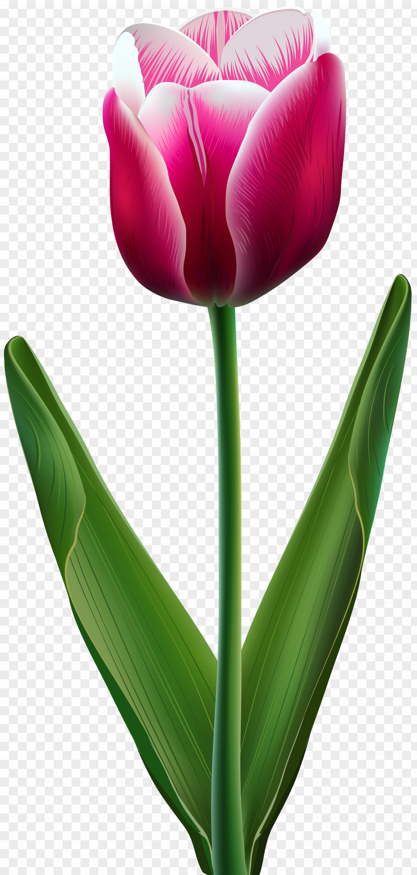 Beautiful Tulip Transparent Clip Art Image Flower PNG