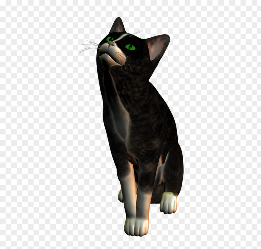 Catsle Streamer Whiskers Domestic Short-haired Cat Black Paw PNG