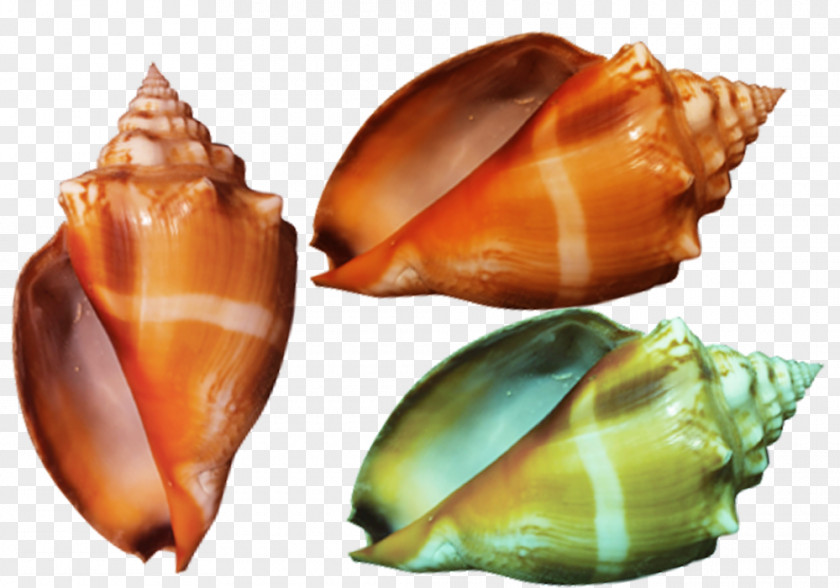 Colorful Conch Color Yellow Google Images PNG