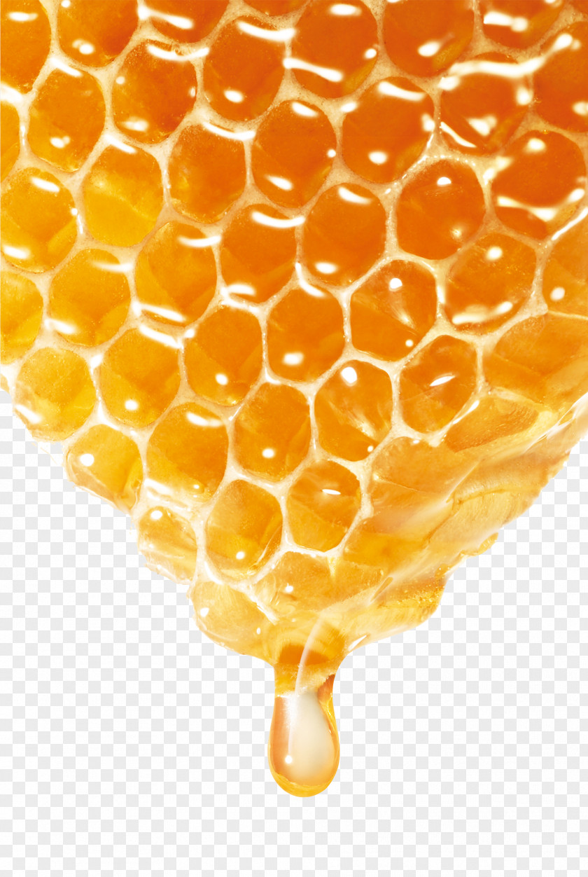 Delicious Honey Bee PNG