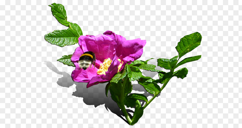 Flower Cabbage Rose Cut Flowers Clip Art PNG