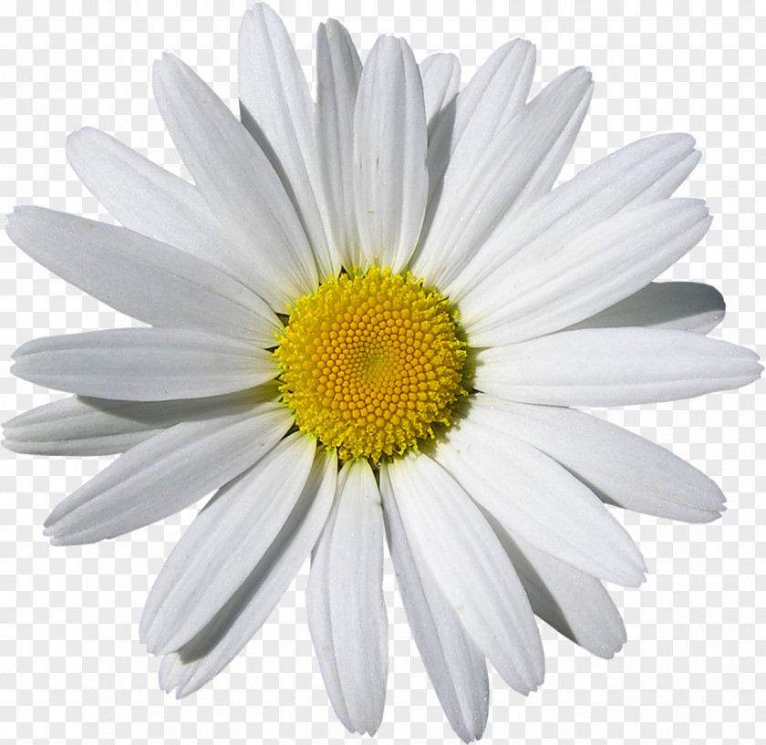 Flower Common Daisy Family Oxeye Royalty-free PNG