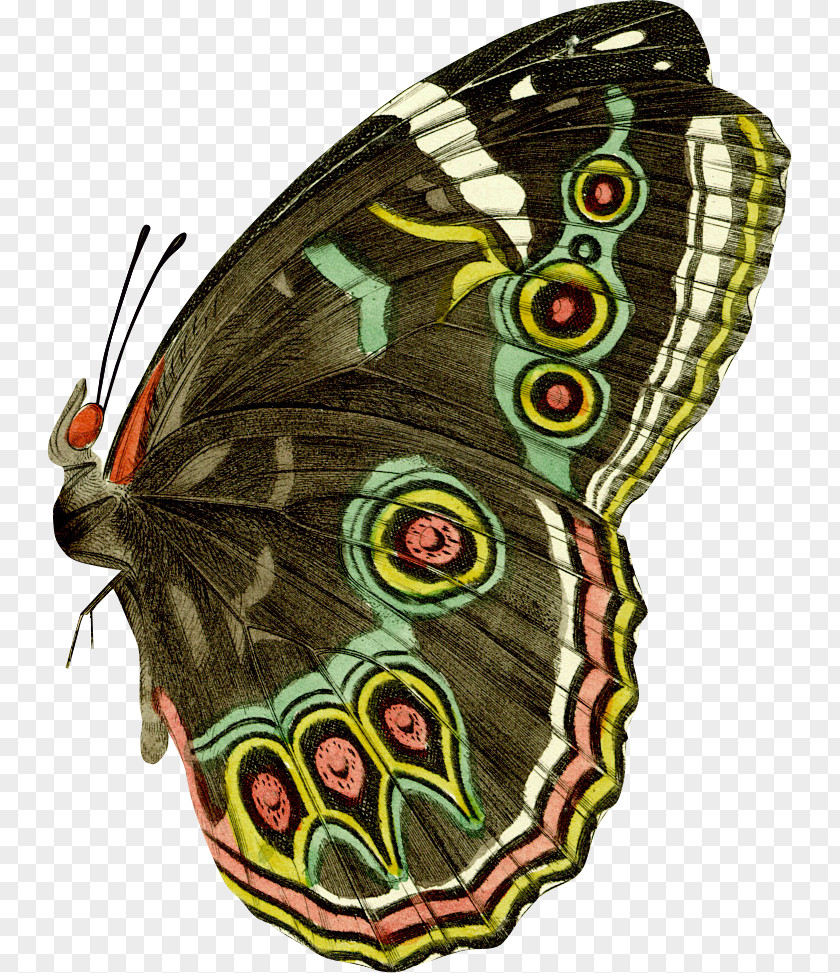 Butterfly Specimens Drawing Vintage Clothing PNG