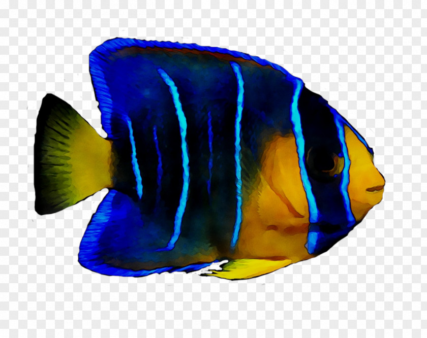 Coral Reef Fish Marine Biology Angelfishes PNG