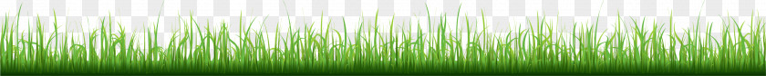 Grass Grasses Angle Plant Stem Family PNG