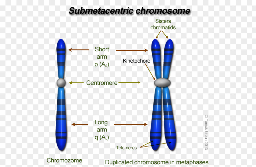 Kinetochore Eukaryotic Chromosome Structure DNA Centromere Genetics PNG