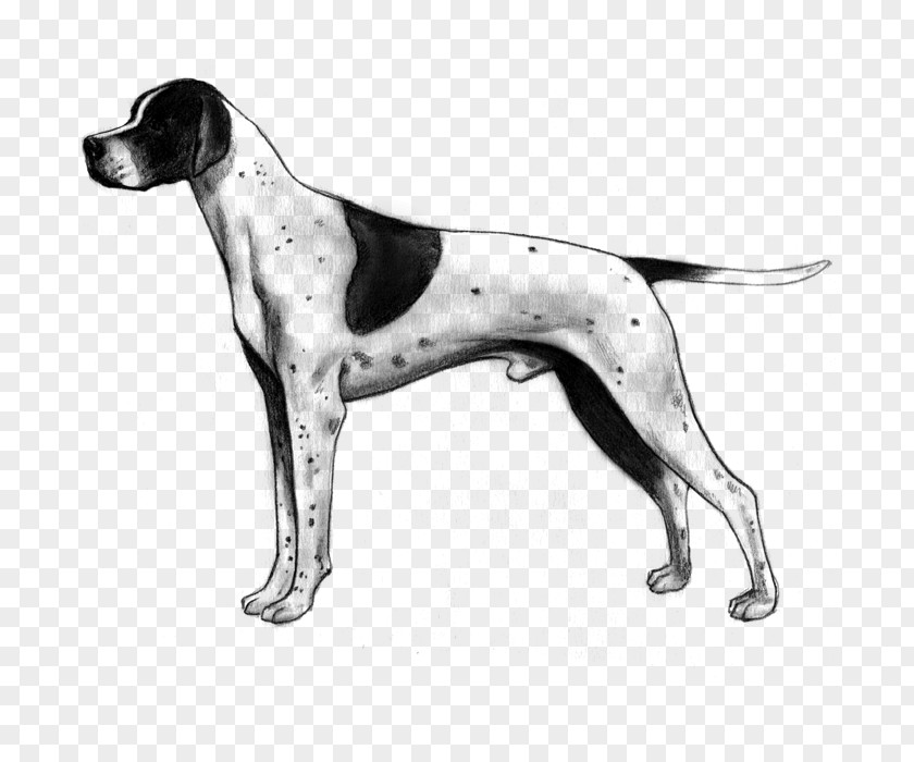 Mixed Breed Old Danish Pointer English Foxhound American Harrier PNG