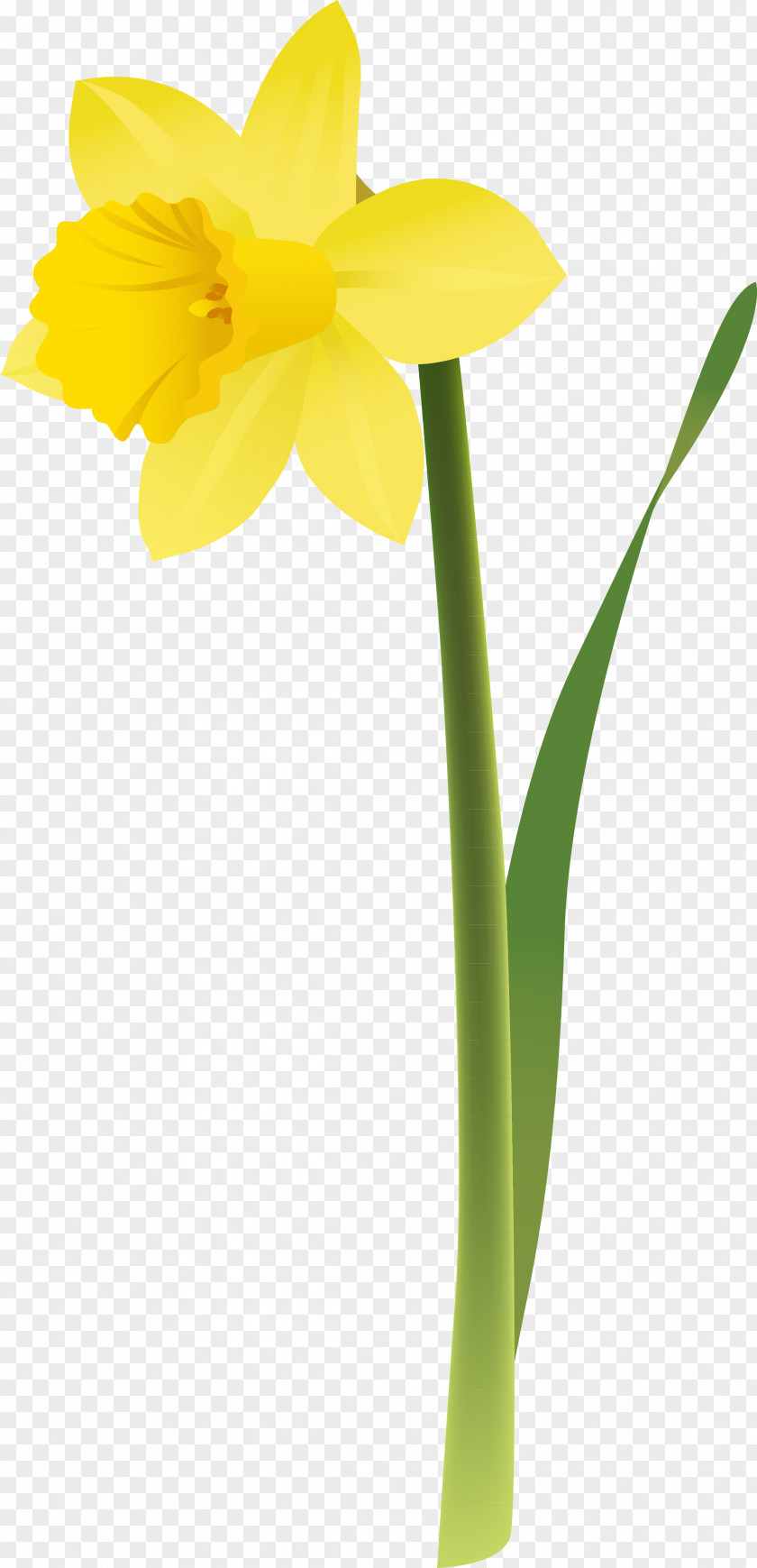 Narcissus Daffodil Flower Clip Art PNG