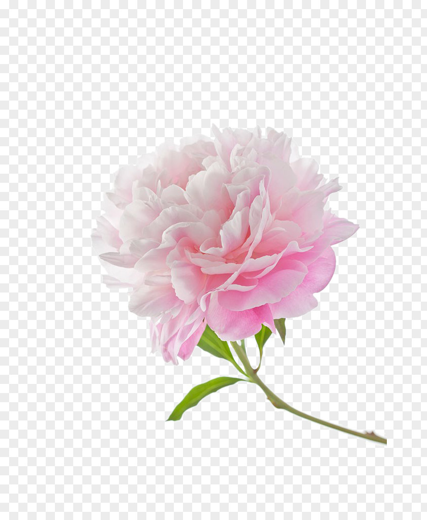 Peony Photos Moutan PNG