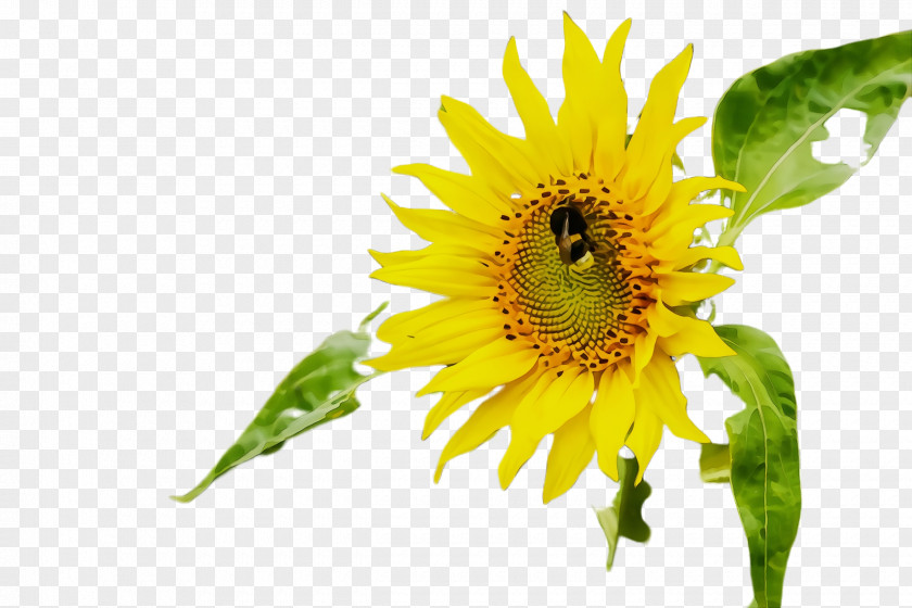 Wildflower Pollen Sunflower PNG
