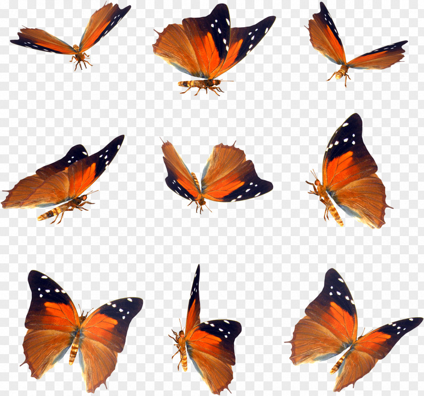 Butterfly Pattern Icon PNG