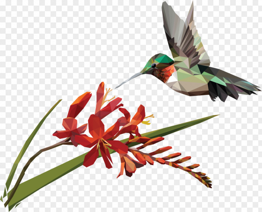 Ebi Hummingbird Coppertips Artist Beak PNG