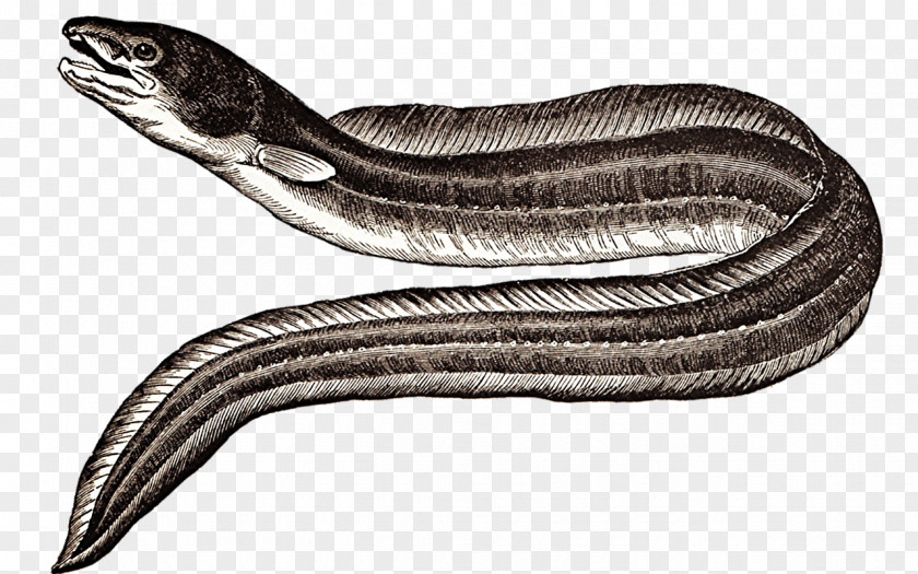 Fish American Eel Japanese Electric European PNG