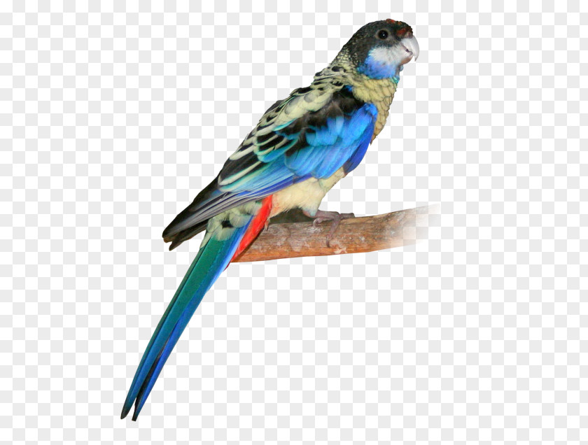 Bird Budgerigar Lovebird Northern Rosella Eastern PNG