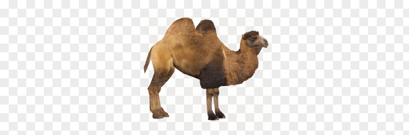Camel PNG clipart PNG