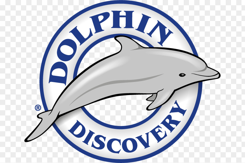Dolphin Discovery Costa Maya Isla Mujeres Playa Del Carmen Mahahual PNG